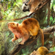 An artist’s rendering of the three (adorable) dead rats.